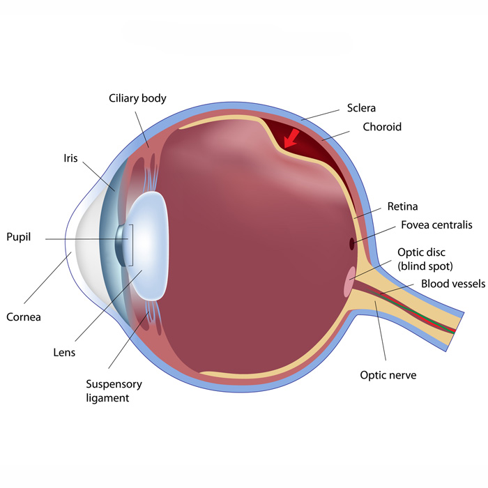 Retina Clínica